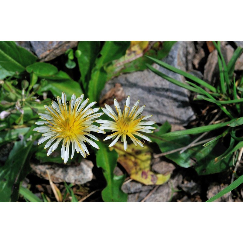 taraxacum cucullatum dahlst.