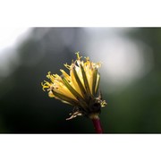 taraxacum cucullatum dahlst.