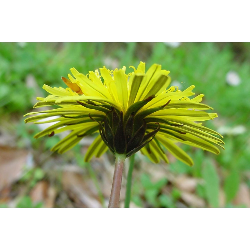 taraxacum divulsifolium soest