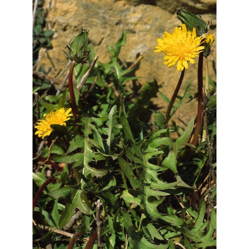 taraxacum erythrospermum andrz.