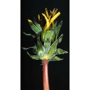 taraxacum erythrospermum andrz.