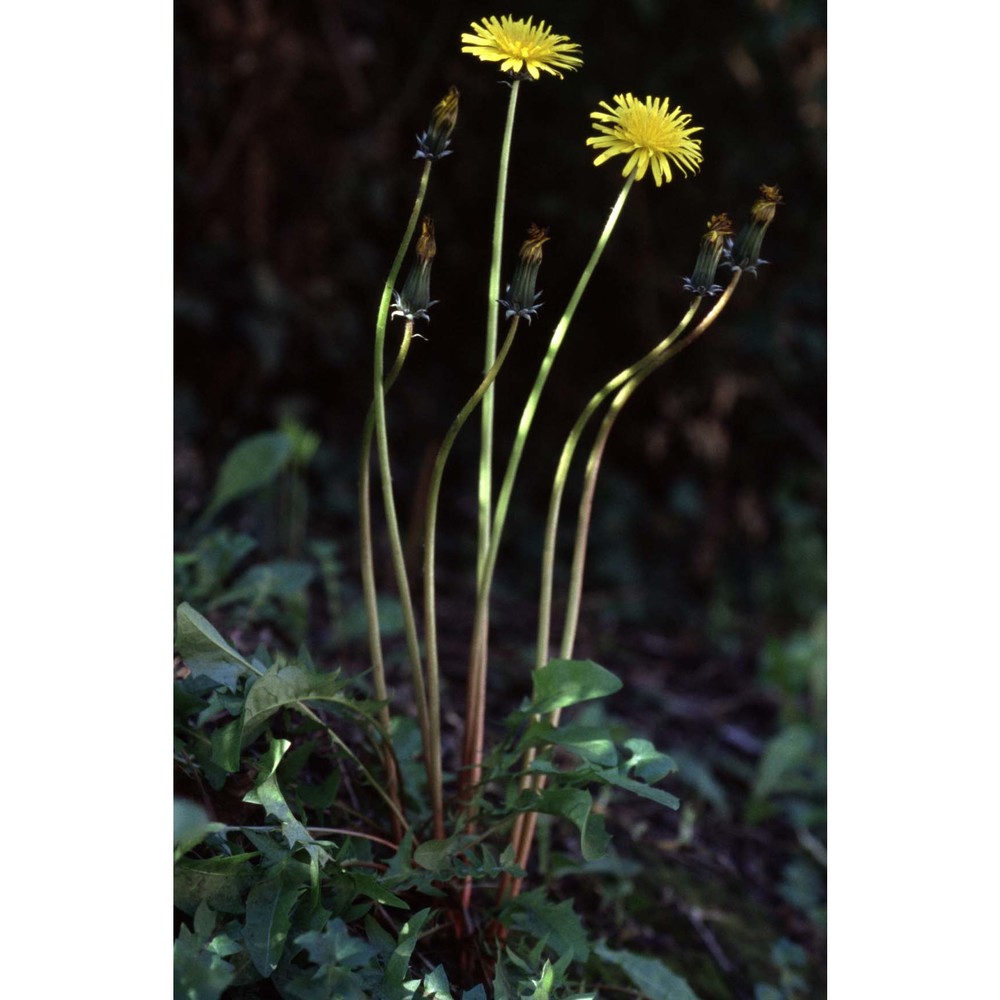 taraxacum erythrospermum andrz.