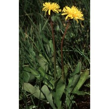 taraxacum fontanum hand-mazz.