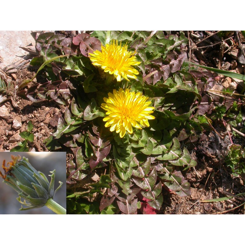 taraxacum garbarianum peruzzi, aquaro, caparelli et raimondo