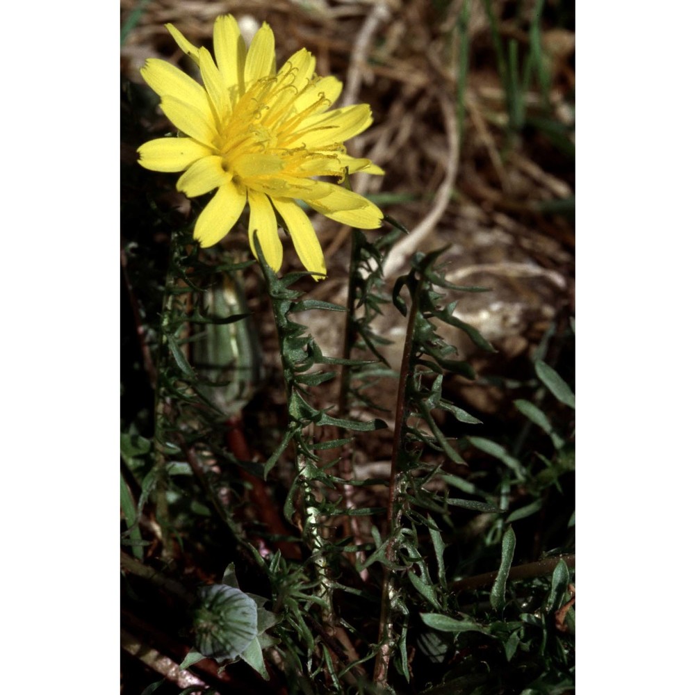 taraxacum gasparrinii tineo ex lojac.