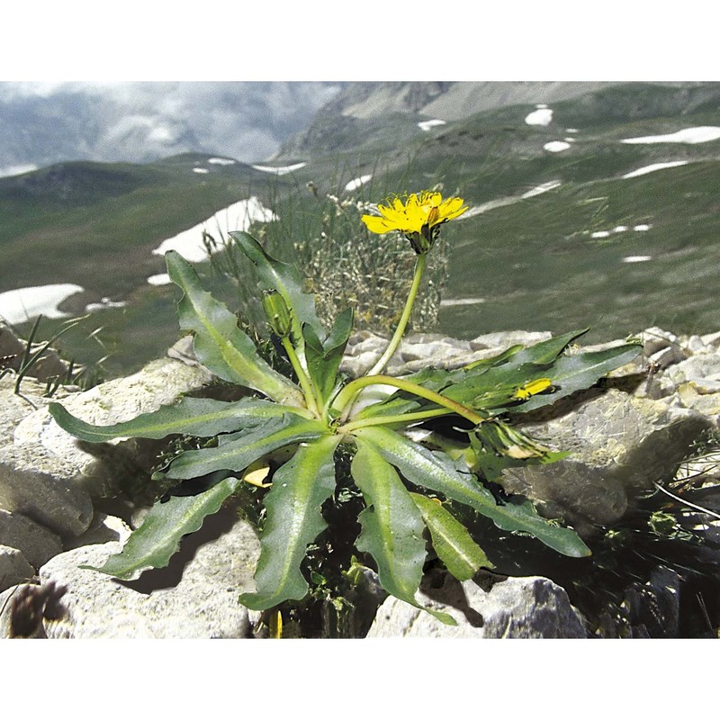 taraxacum glaciale É. huet et a. huet ex hand.-mazz.