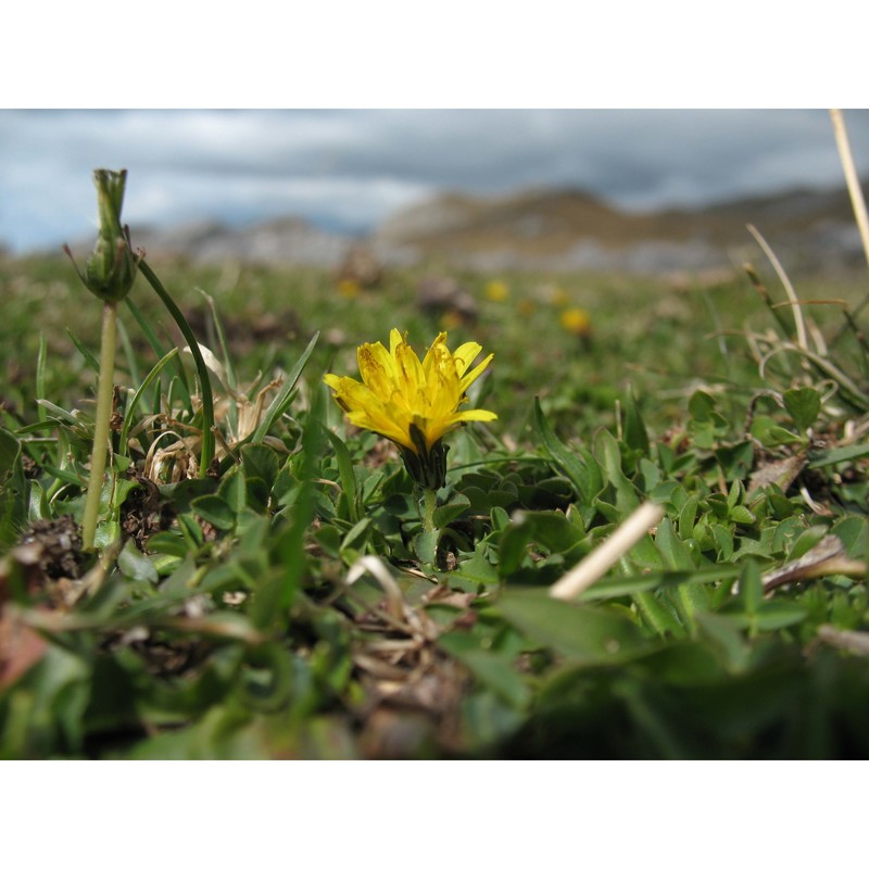 taraxacum glaciale É. huet et a. huet ex hand.-mazz.