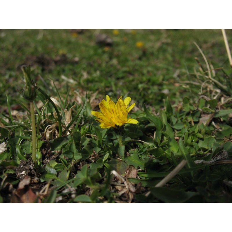 taraxacum glaciale É. huet et a. huet ex hand.-mazz.