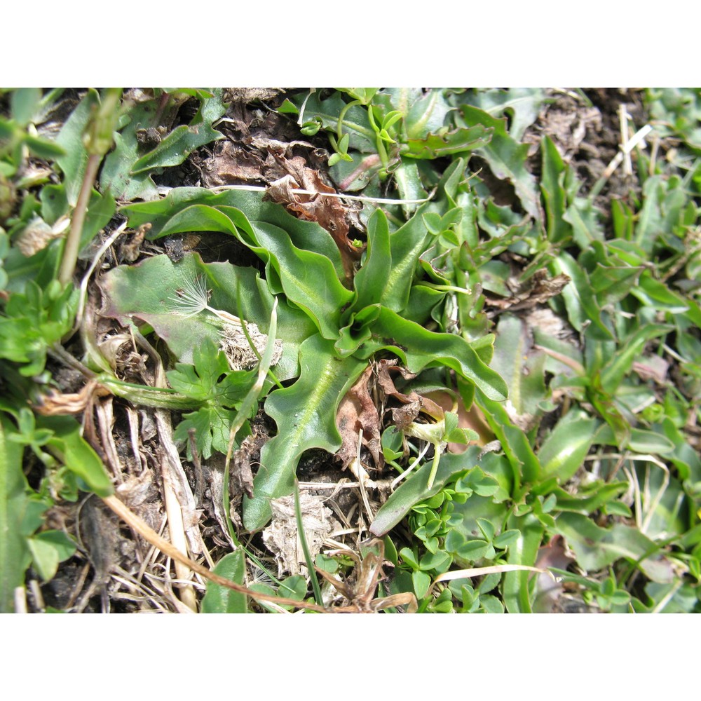 taraxacum glaciale É. huet et a. huet ex hand.-mazz.