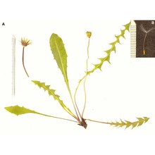 taraxacum kirschneri aquaro, caparelli et peruzzi