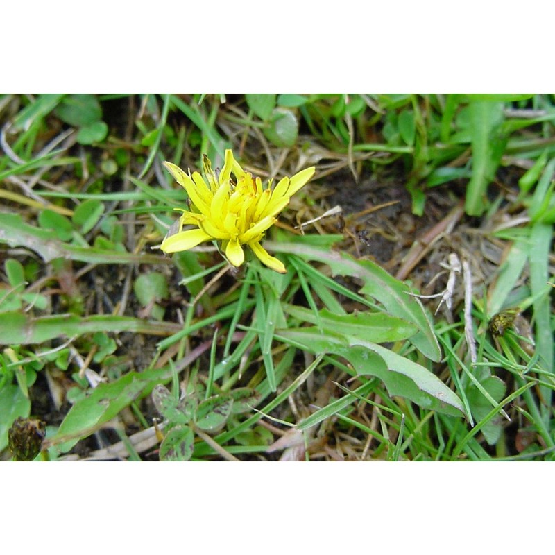 taraxacum lilianae aquaro, caparelli et peruzzi