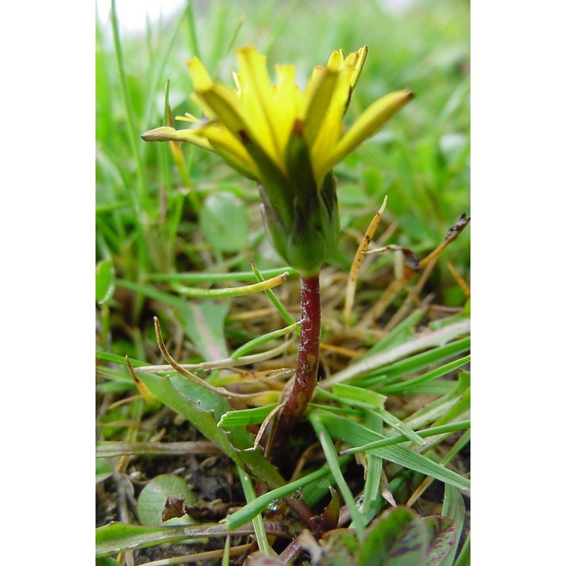 taraxacum lilianae aquaro, caparelli et peruzzi