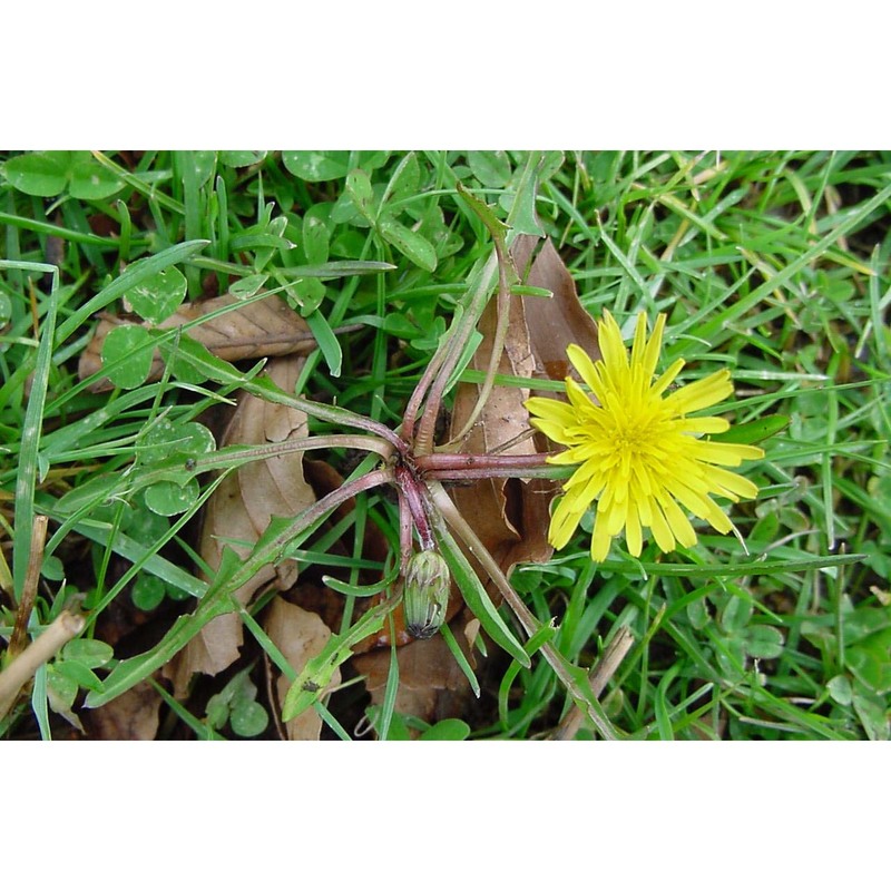 taraxacum lilianae aquaro, caparelli et peruzzi