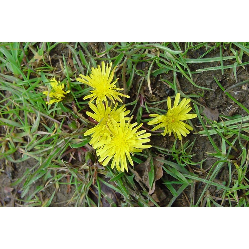 taraxacum lilianae aquaro, caparelli et peruzzi