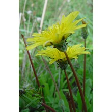 taraxacum minimum n. terracc.