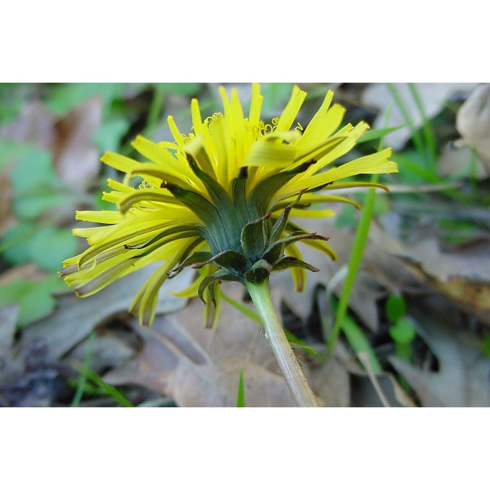 taraxacum noterophilum kirschner, sonck et Štepánek