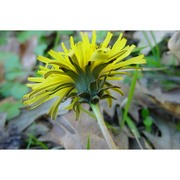 taraxacum noterophilum kirschner, sonck et Štepánek