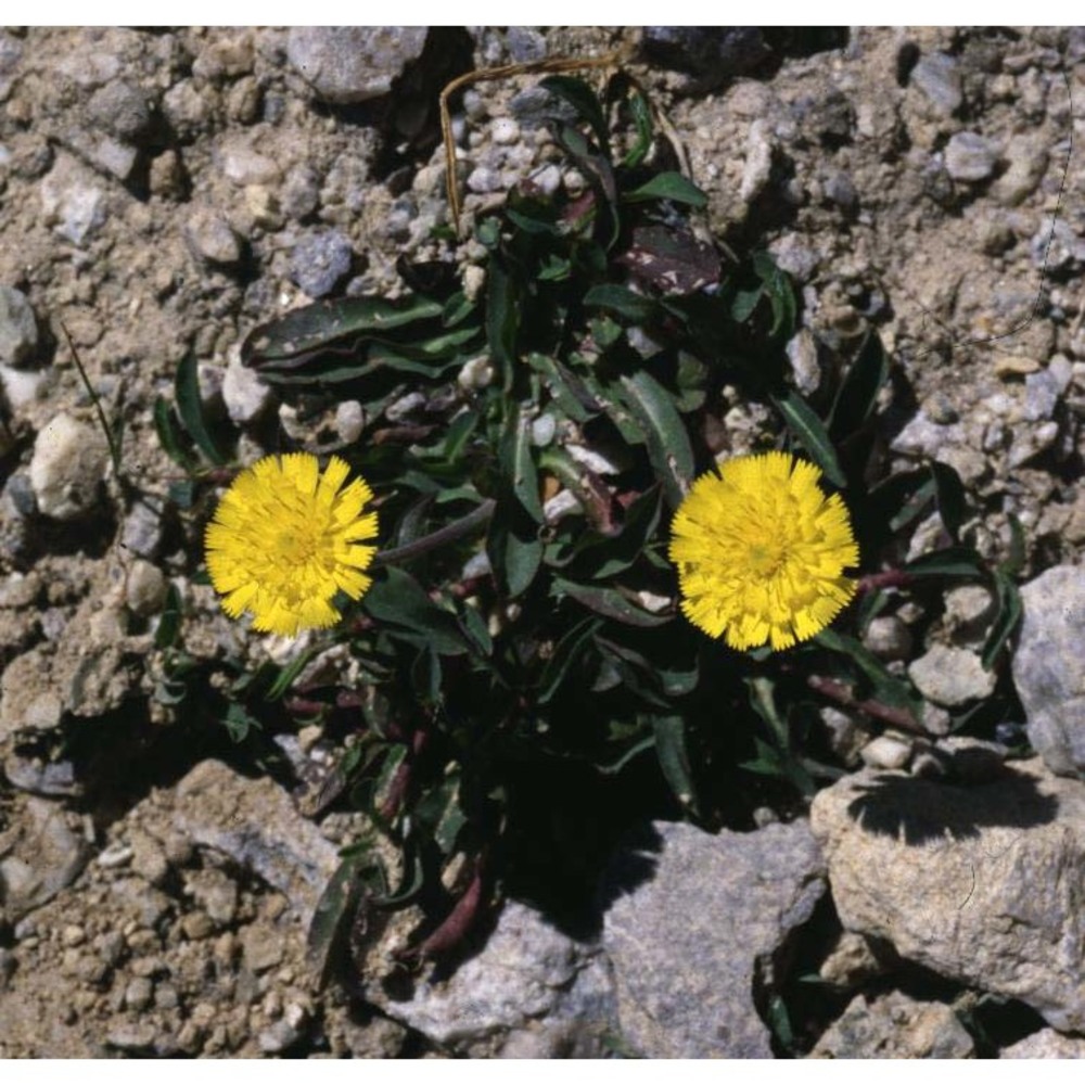 taraxacum obovatum (willd.) dc.