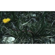 taraxacum palustre (lyons) symons