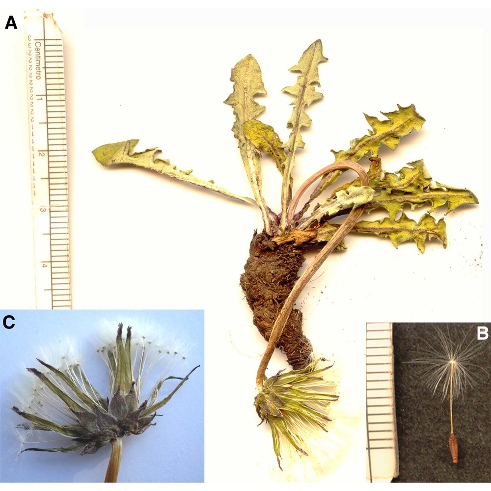 taraxacum pollinense aquaro, caparelli et peruzzi