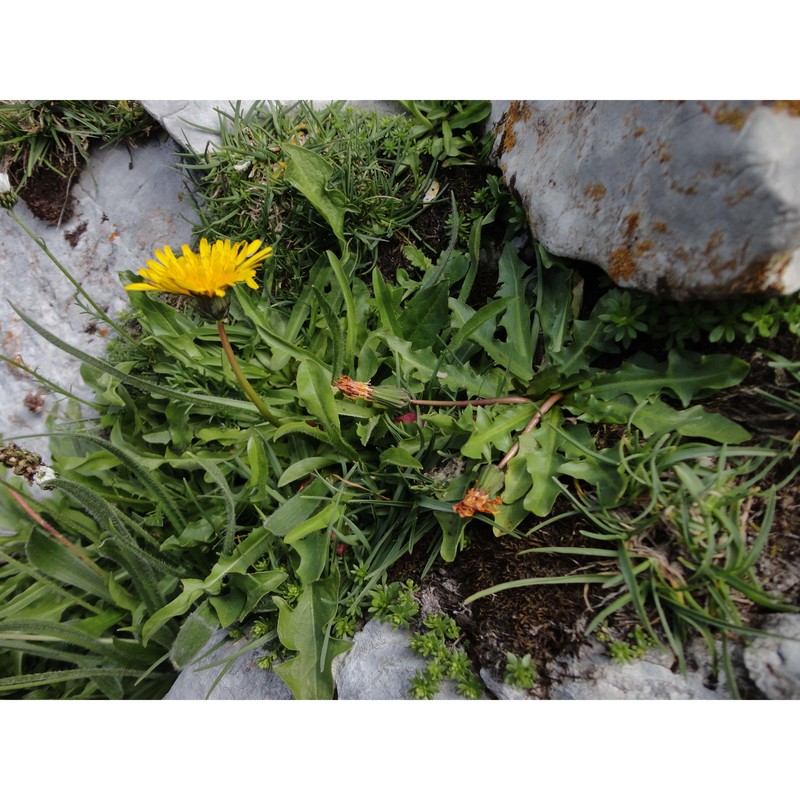 taraxacum pollinense aquaro, caparelli et peruzzi