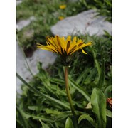 taraxacum pollinense aquaro, caparelli et peruzzi