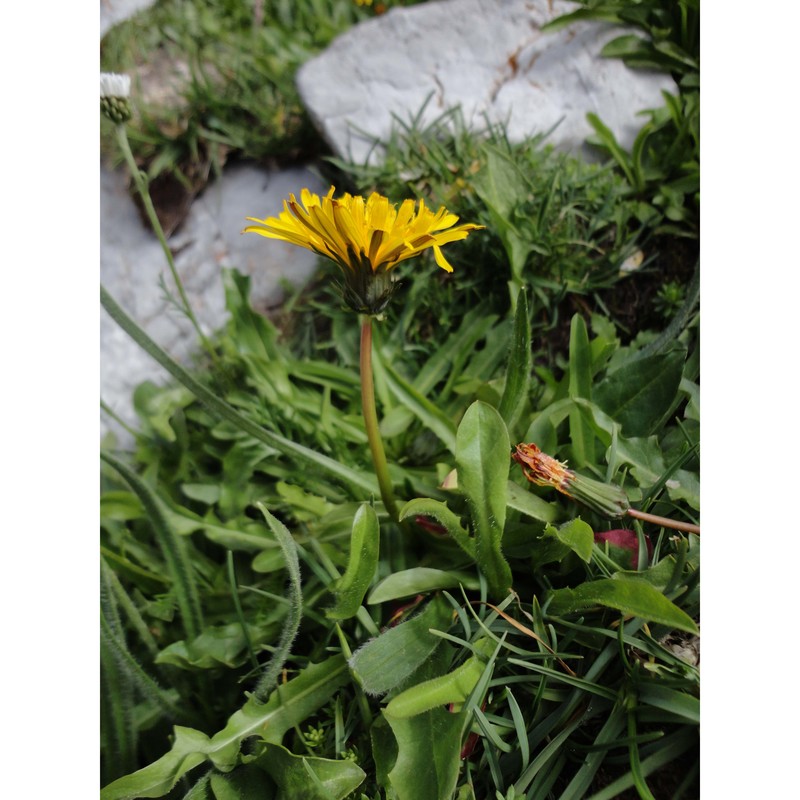 taraxacum pollinense aquaro, caparelli et peruzzi