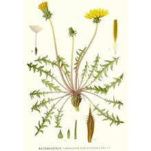 taraxacum rubicundum (dahlst.) dahlst.