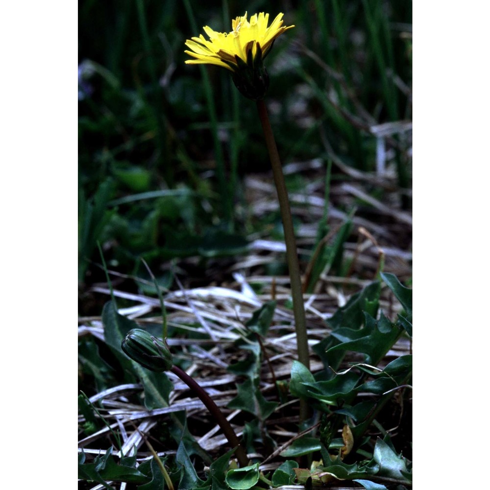 taraxacum schroeteranum hand.-mazz.