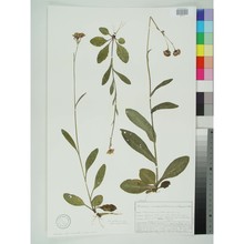tephroseris aurantiaca (willd.) griseb. et schrenk
