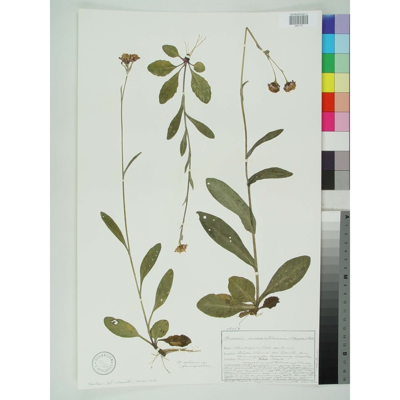 tephroseris aurantiaca (willd.) griseb. et schrenk
