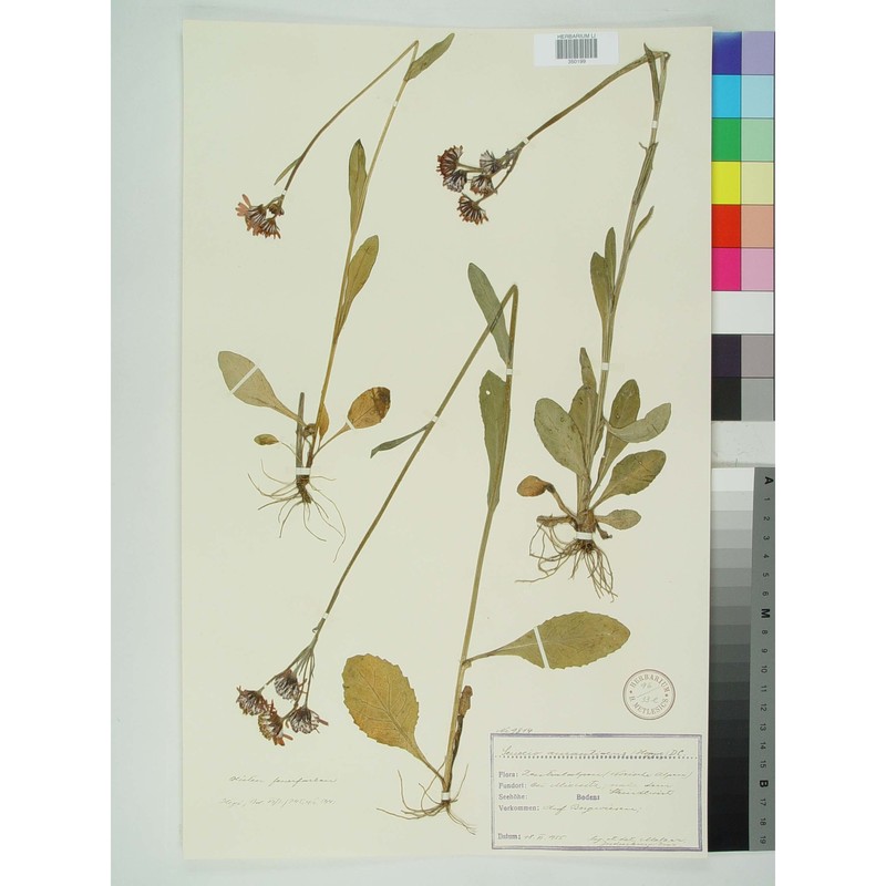 tephroseris aurantiaca (willd.) griseb. et schrenk
