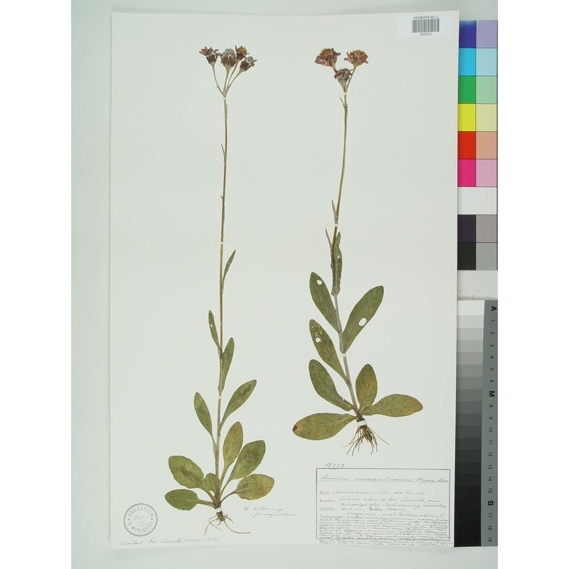 tephroseris aurantiaca (willd.) griseb. et schrenk