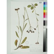tephroseris aurantiaca (willd.) griseb. et schrenk