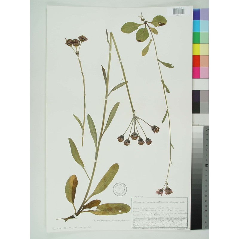 tephroseris aurantiaca (willd.) griseb. et schrenk