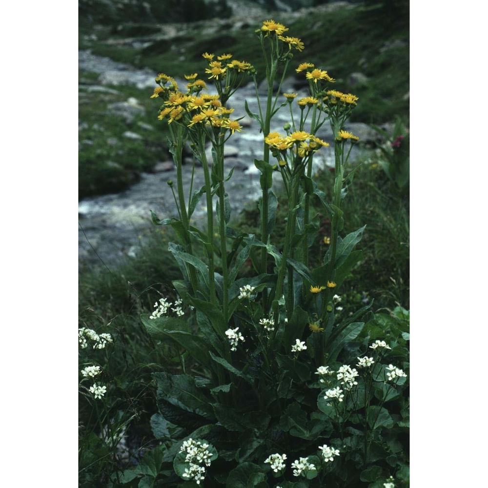tephroseris balbisiana (dc.) holub