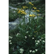 tephroseris balbisiana (dc.) holub