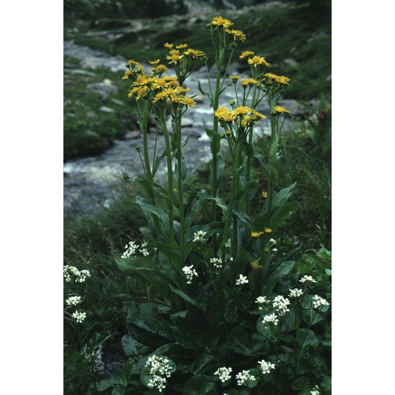 tephroseris balbisiana (dc.) holub