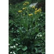 tephroseris balbisiana (dc.) holub