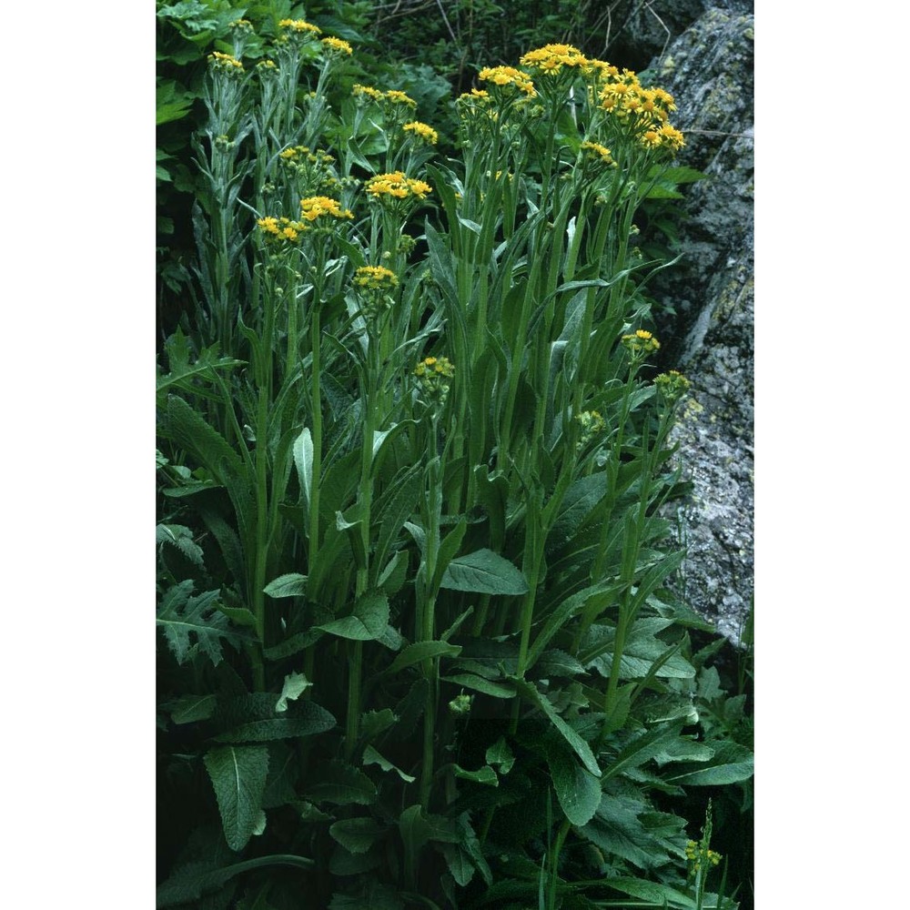 tephroseris balbisiana (dc.) holub