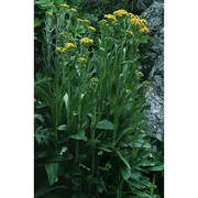 tephroseris balbisiana (dc.) holub