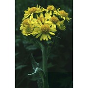 tephroseris balbisiana (dc.) holub