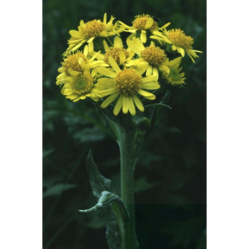 tephroseris balbisiana (dc.) holub