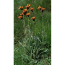 tephroseris capitata (wahlenb.) griseb. et schrenk