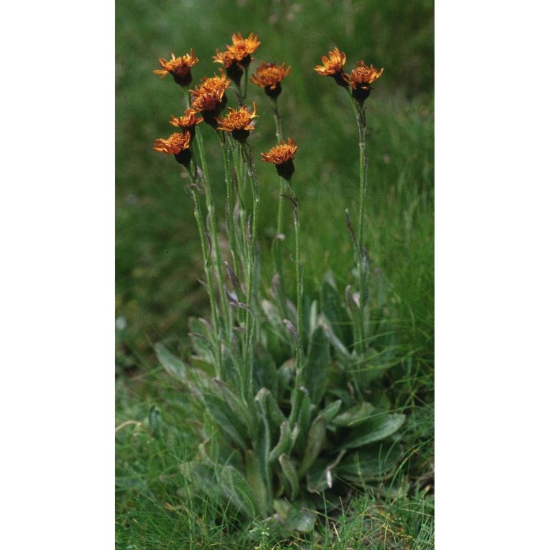 tephroseris capitata (wahlenb.) griseb. et schrenk
