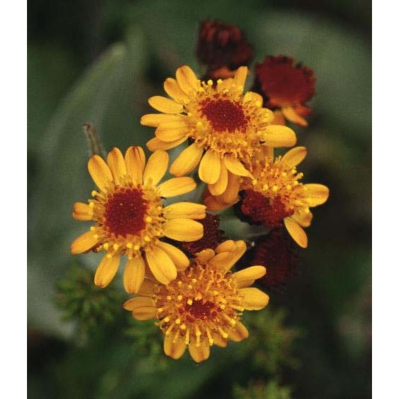 tephroseris capitata (wahlenb.) griseb. et schrenk