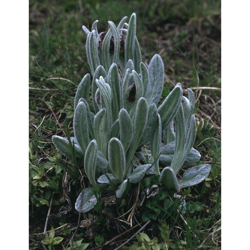 tephroseris capitata (wahlenb.) griseb. et schrenk