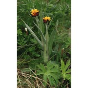 tephroseris capitata (wahlenb.) griseb. et schrenk
