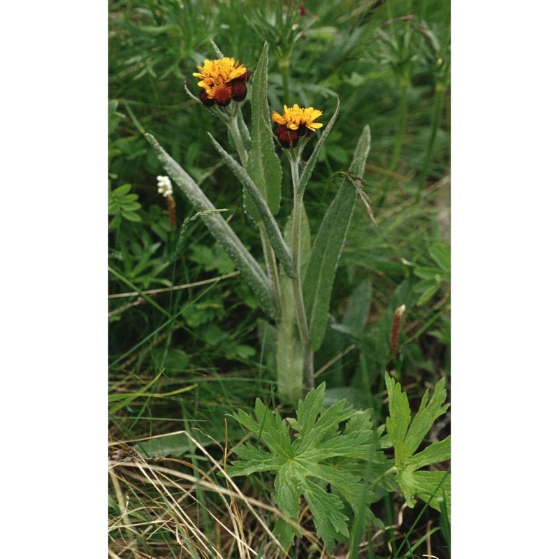 tephroseris capitata (wahlenb.) griseb. et schrenk