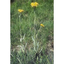 tephroseris integrifolia (l.) holub